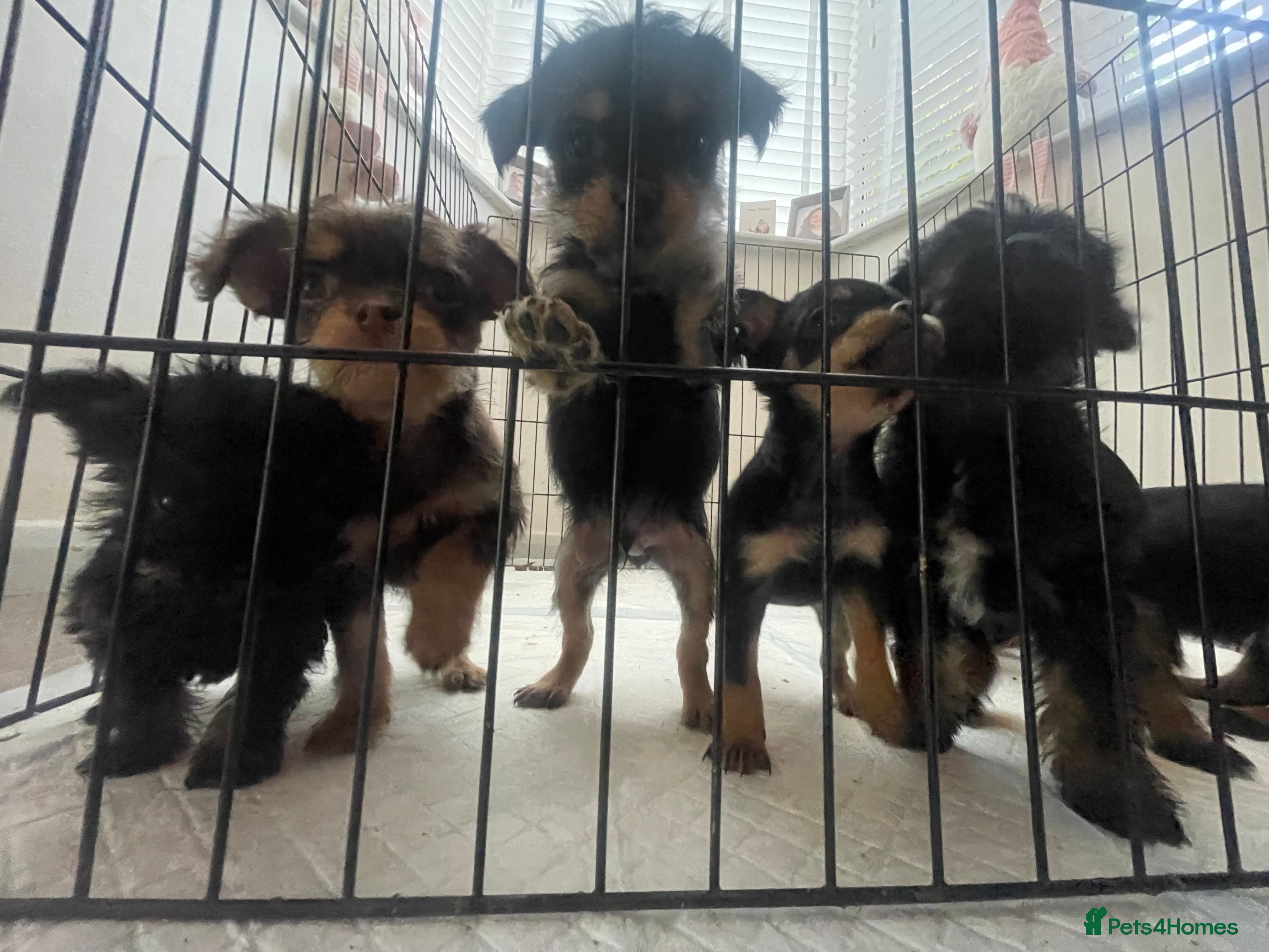 Mixed Breed dogs Jackapoo/French bulldog  - Advert 2