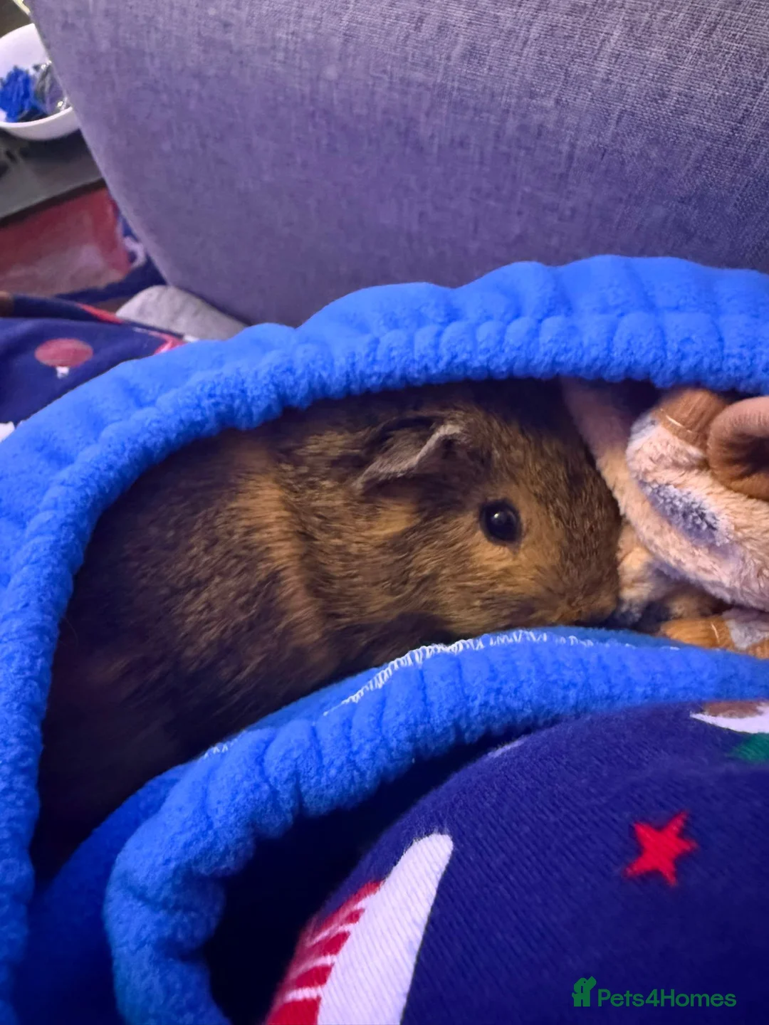 Guinea Pig rodents for sale: Polly Guniea Pig - Advert 2