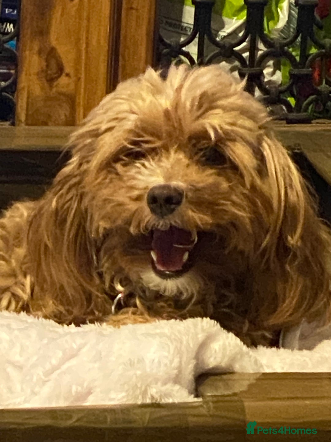 Cockapoo dogs for sale: Adult red cockapoo  - Image 7