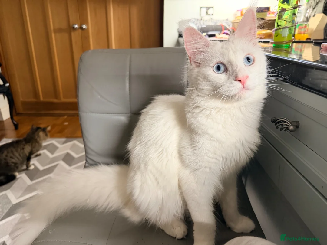Maine Coon cats for sale: WHITE MAINE COON KITTENS - Advert 13