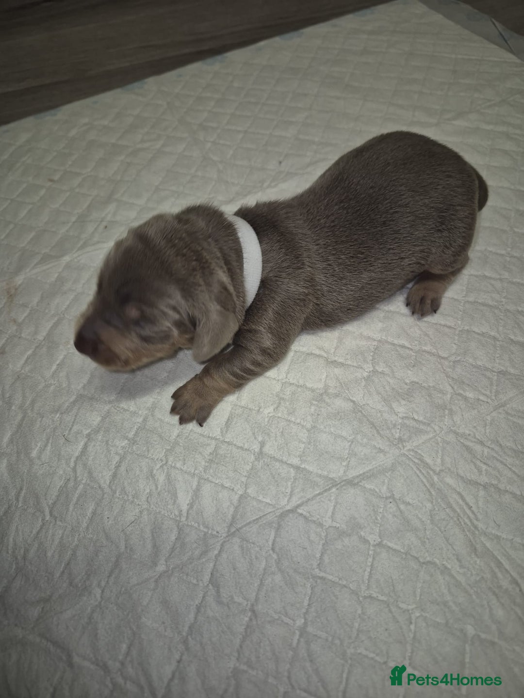 Dachshund dogs for sale: Dachshund  - Advert 7