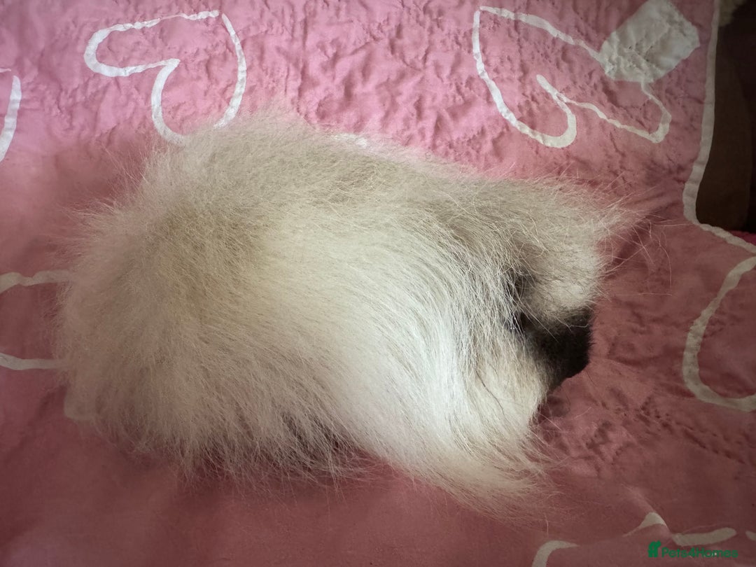 Guinea Pig rodents for sale: Swiss white Californian boar 16 mths  - Image 2