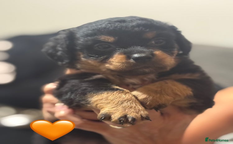 Mixed Breed dogs - Advert 1