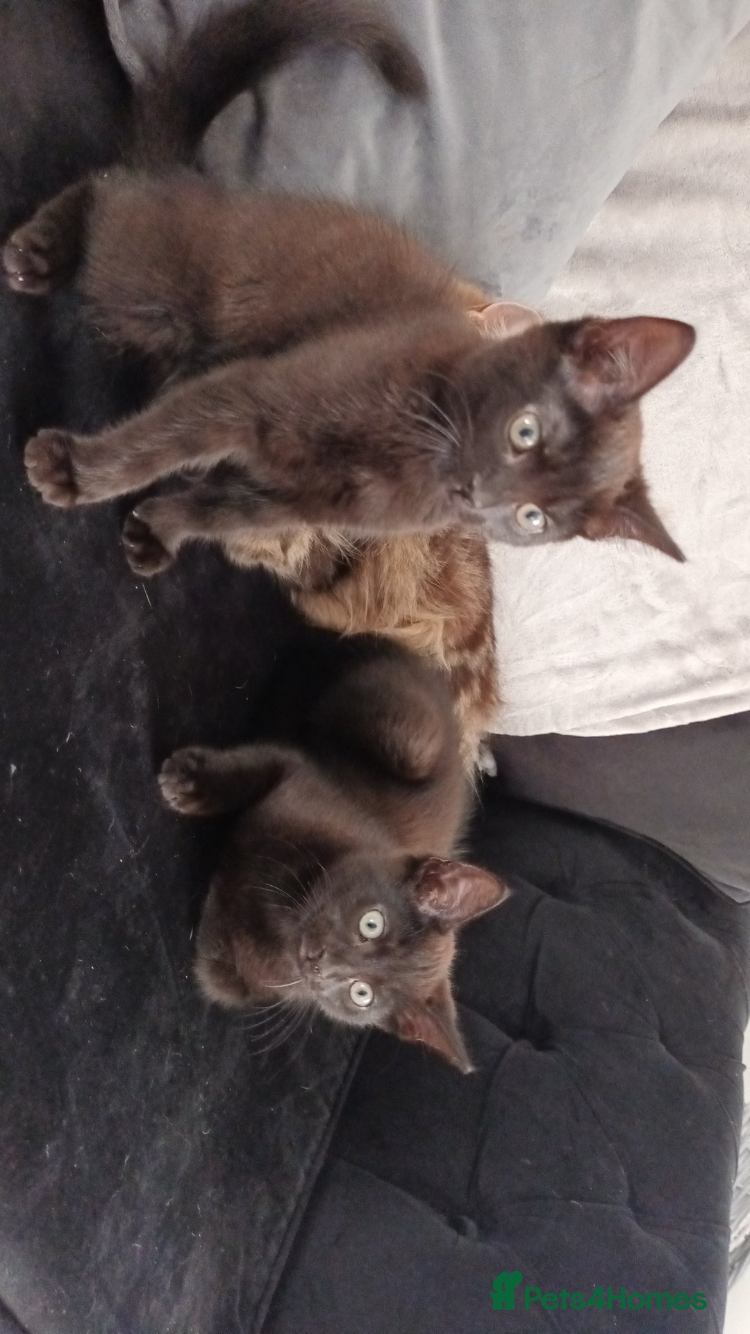 Mixed Breed cats for sale: 2 kittens for sale - Image 1