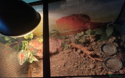 Gecko reptiles for sale: Green and Tangerine Leopard Gecko - Juvenile  - Image 6