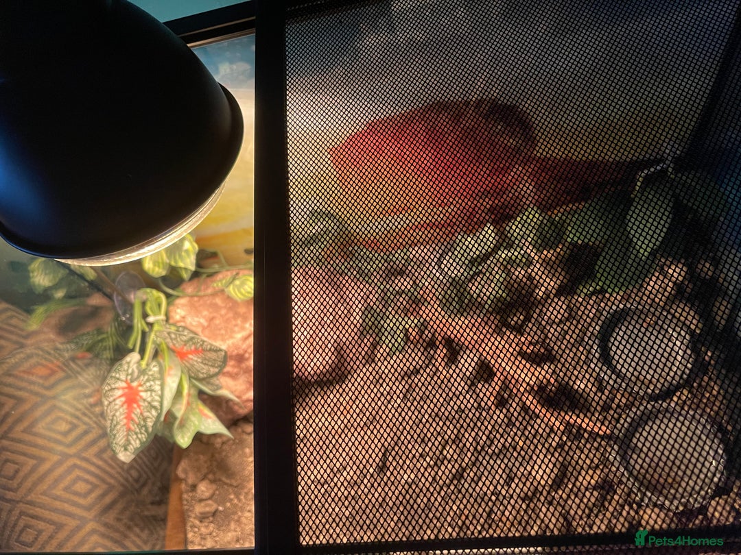 Gecko reptiles for sale: Green and Tangerine Leopard Gecko - Juvenile  - Image 6