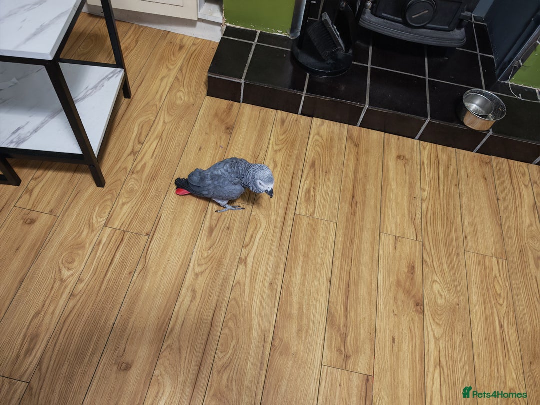 Parrots birds for sale: African grey parrot  - Advert 2