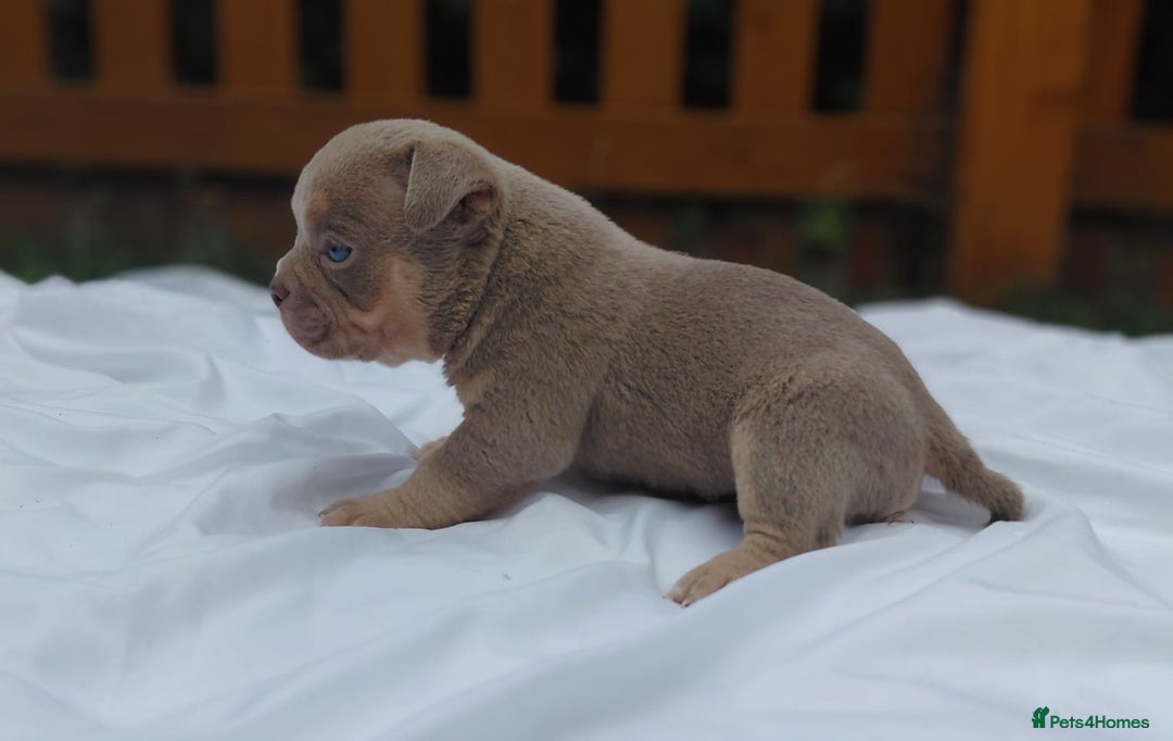 American Bully dogs for sale: REDUCED ABKC QUALITY MICROS - Image 11