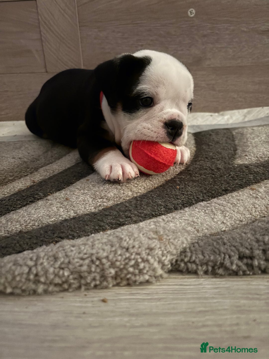 English Bulldog dogs for sale: Gorgeous English bulldog puppy’s  - Image 6
