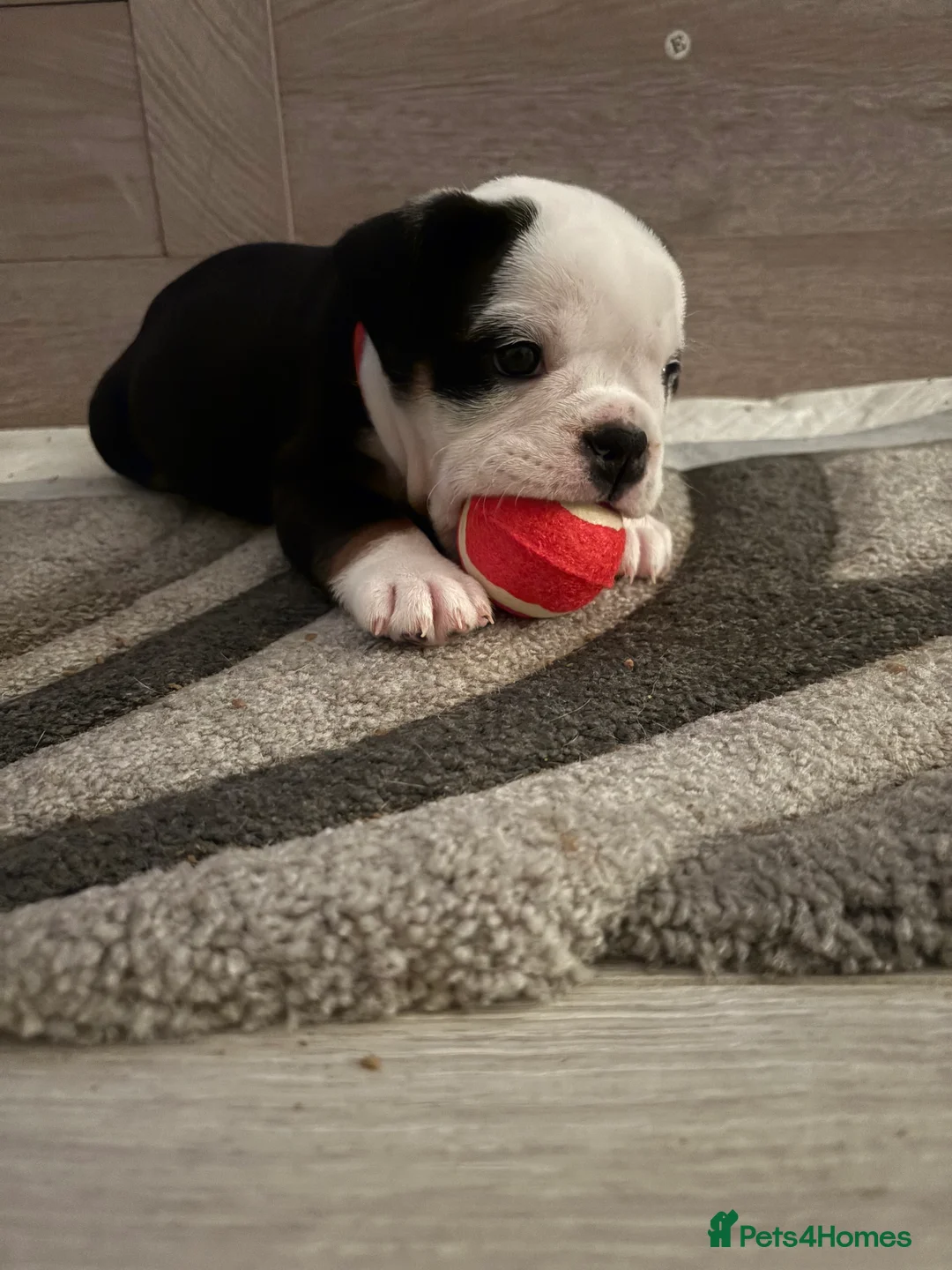 English Bulldog dogs for sale: Gorgeous English bulldog puppy NEBBR REGISTERD - Advert 9
