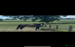 Irish Thoroughbred horses for sale: 16H TB Mare ex Racer excellent manners 16 years  - Image 4