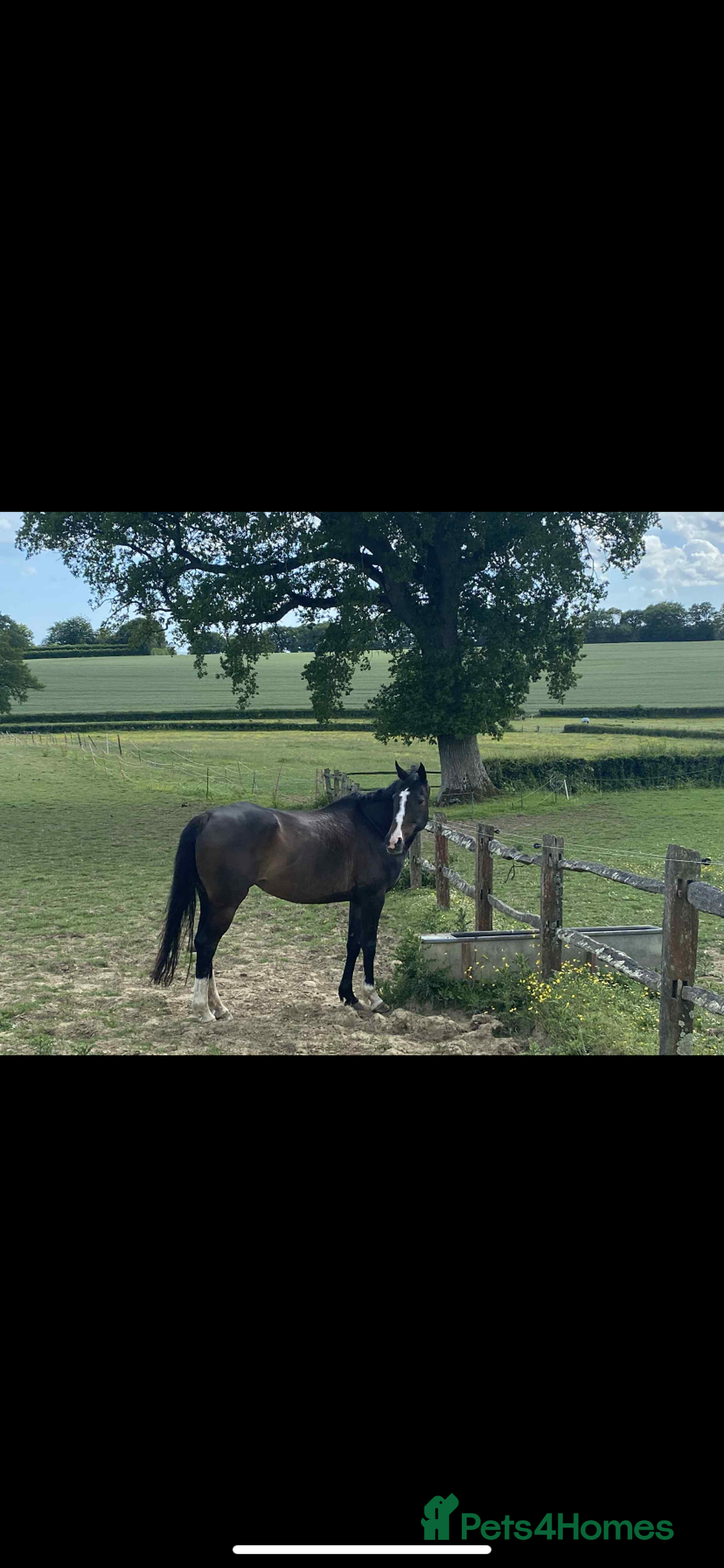 Irish Thoroughbred horses for sale: 16H TB Mare ex Racer excellent manners 16 years  - Image 4