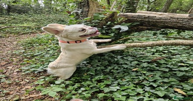 French Bulldog dogs - Advert 14