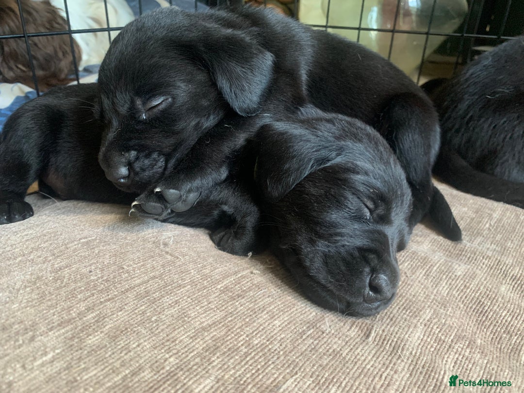 Labrador Retriever dogs for sale: KC Labrador puppy 🐾 - Image 10