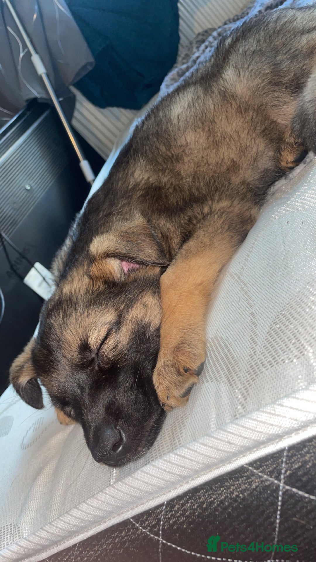 German Shepherd dogs for sale: Female German shepherds  - Image 3