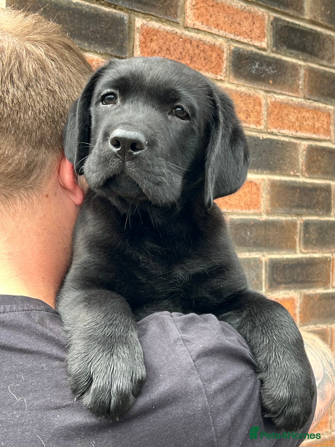 Labrador Retriever dogs for sale: 2 Show Type Black Boys - KC Reg Chunky Pups - Image 1