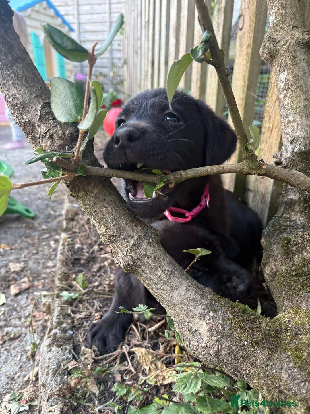 Labrador Retriever dogs for sale: ⭐️READY TO GO NEXT WEEK⭐️KC Reg Labrador Puppies  - Image 19