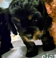 Cavapoo dogs - Advert 6