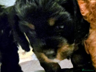 Cavapoo dogs - Advert 1