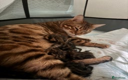 Bengal cats for sale: 💕 Pedigree Rosetted bengal kittens 💕 - Image 16