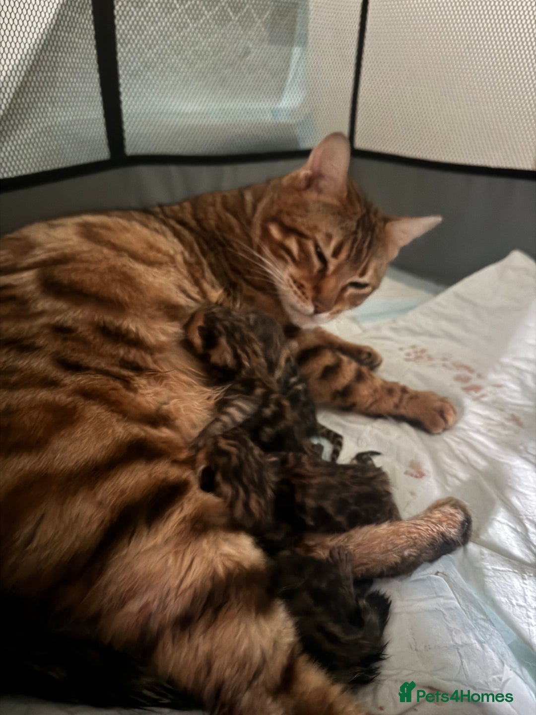 Bengal cats for sale: 💕 Pedigree Rosetted bengal kittens 💕 - Image 16