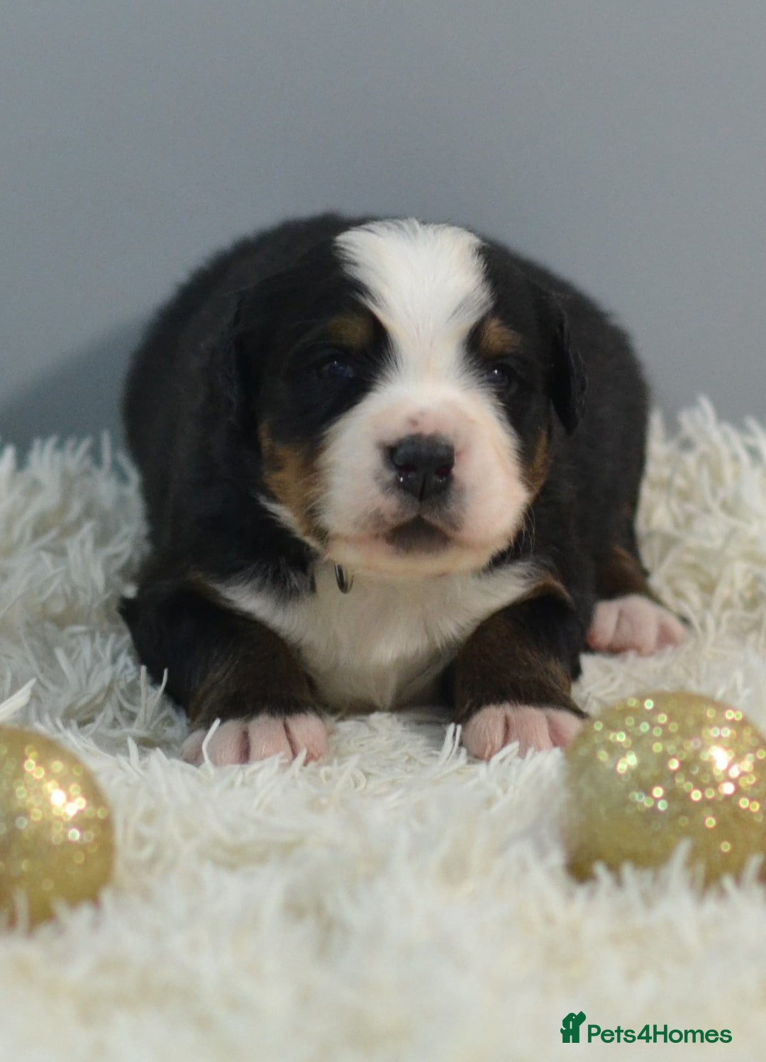 Bernese Mountain Dog dogs for sale: KC REGISTERED LITTER OF BERNESE MOUNTAIN DOG PUPS - Advert 12