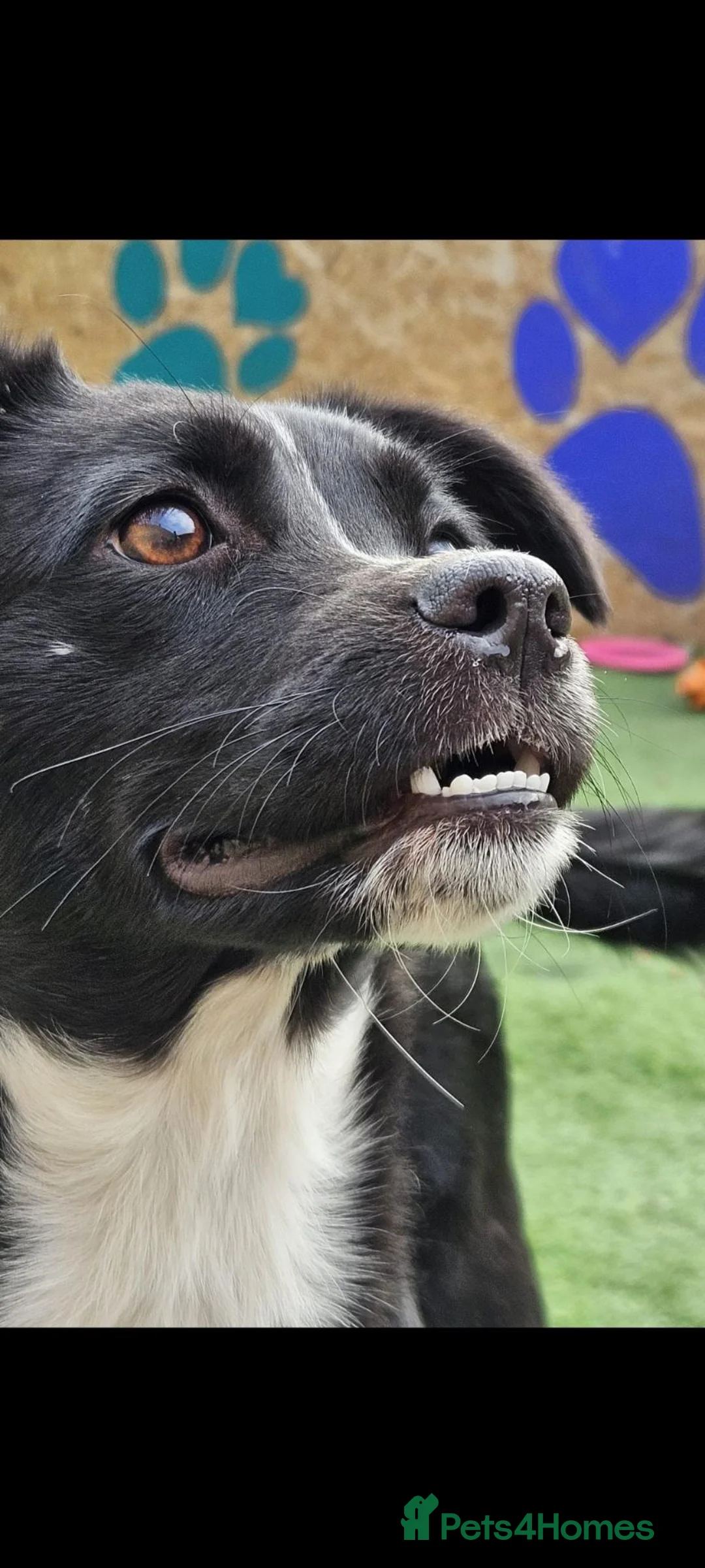 Mixed Breed dogs for adoption: Tulip. Small breed  in Lutterworth - Advert 2