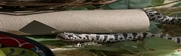 Snake reptiles for sale: Super arctic hognose - Advert 4