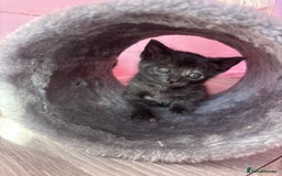 Domestic Shorthair cats for sale: Ragdoll/domestic short hair boys ready now - Image 5