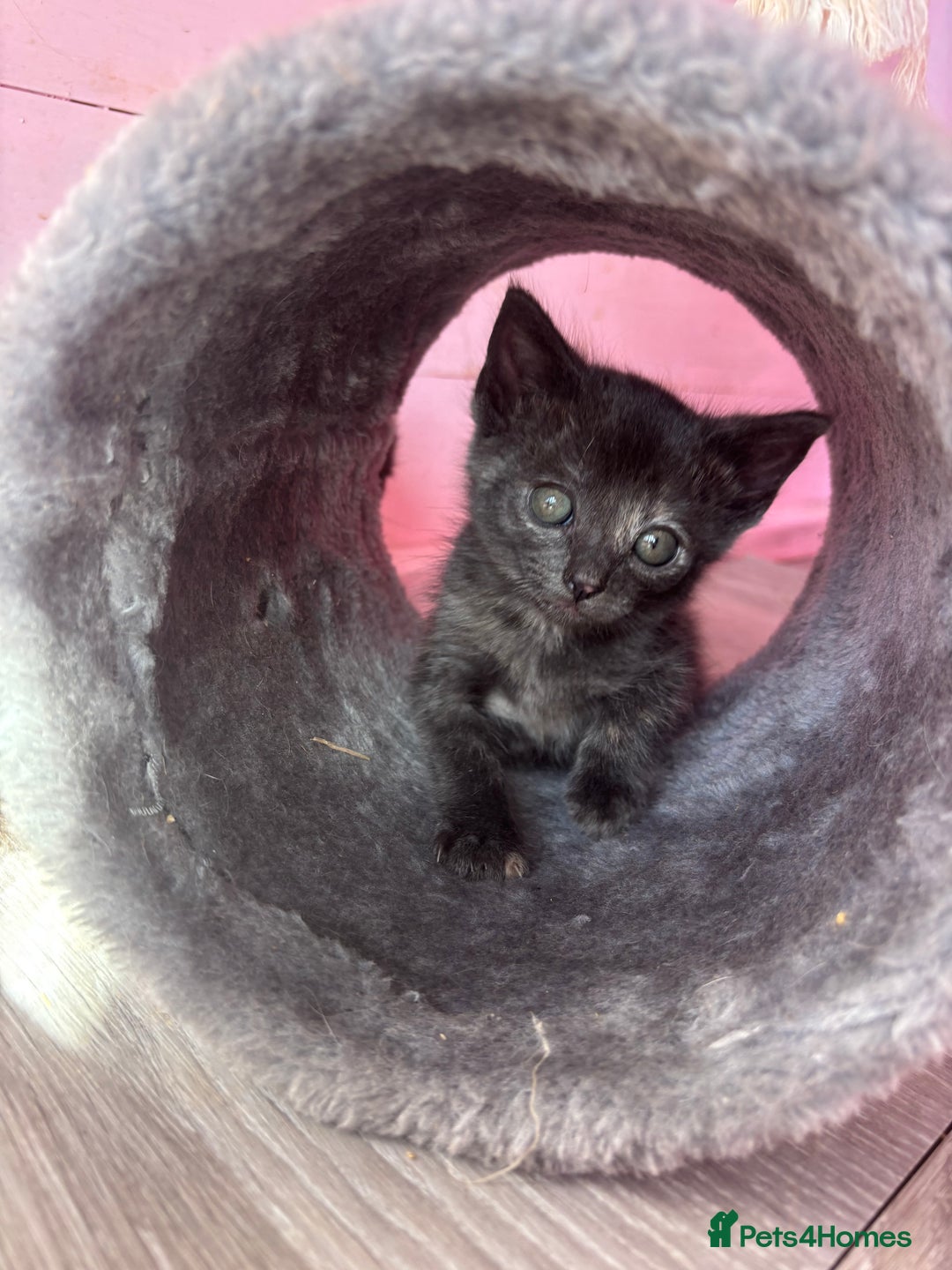 Domestic Shorthair cats for sale: Ragdoll/domestic short hair boys ready now - Image 5