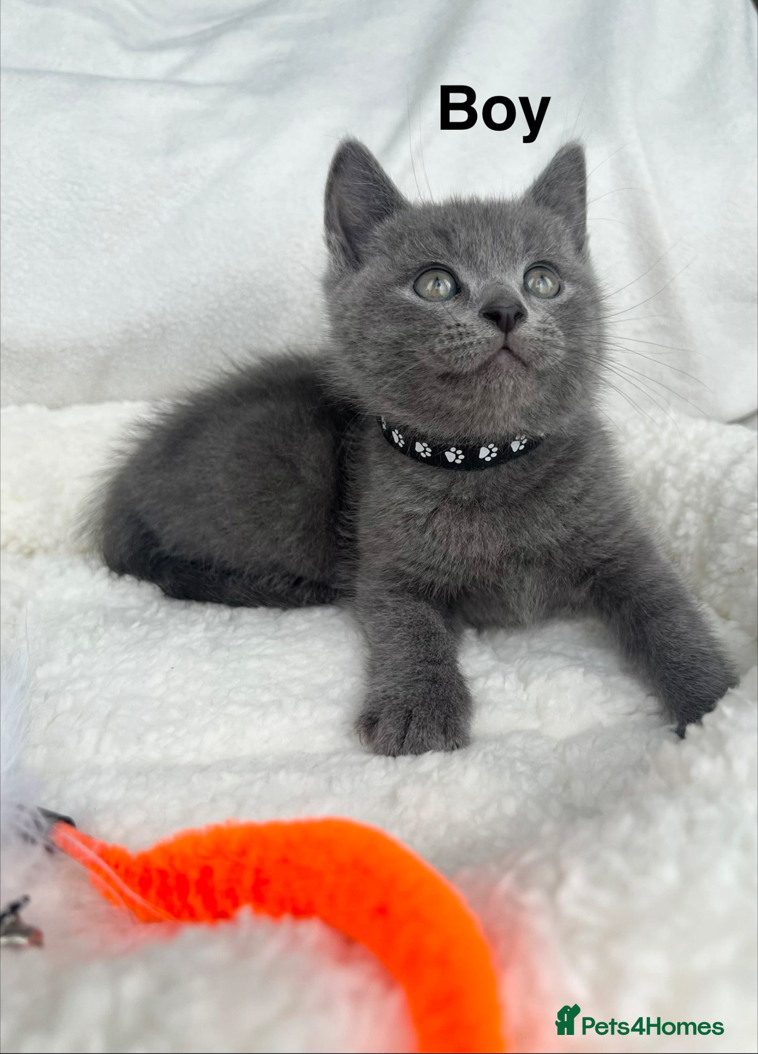 Mixed Breed cats Beautiful Russian Blue &British shorthair kitties  - Advert 1