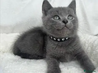 Mixed Breed cats Beautiful Russian Blue &British shorthair kitties - Advert 2