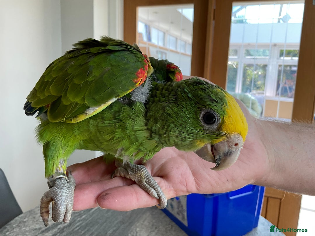 Parrots birds for sale: BABY HANDREARED DOUBLE YELLOW HEADED AMAZONS - Image 4