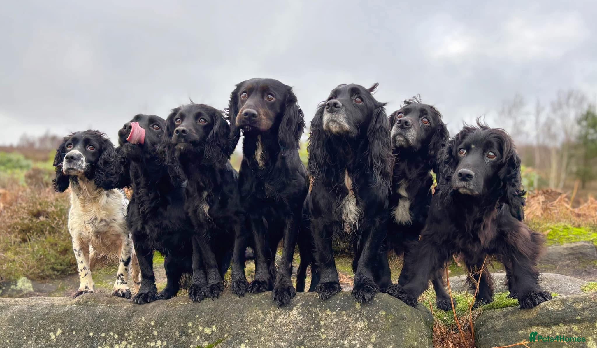 Cocker Spaniel dogs 5 Working cocker spaniel pups for sale - Advert 3