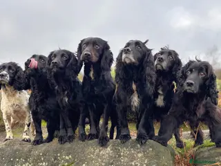 Cocker Spaniel dogs 5 Working cocker spaniel pups for sale - Advert 3