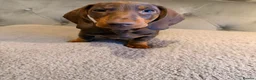 Dachshund dogs for sale: Standard dachshund puppies - Advert 5