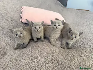 Russian Blue cats 🐾Champion Line TICA Russian Blue Kittens 🐾 - Advert 8