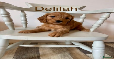 Cockapoo dogs - Advert 10