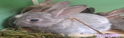 Mixed Breed rabbits for sale: Baby rabbits - Advert 16