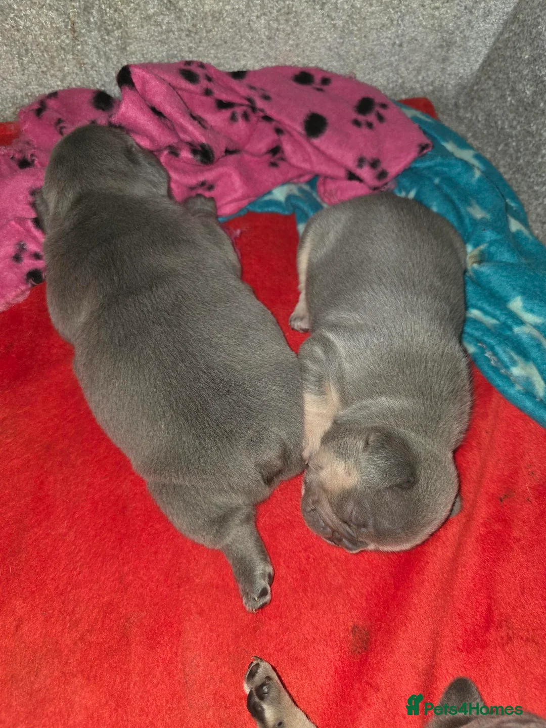 French Bulldog dogs for sale: 4 Male French Bulldog Puppies  - Advert 33