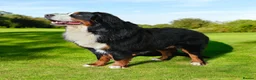 Bernese Mountain Dog dogs for stud: Proven health tested BMD handsome boy for stud. in Northampton - Advert 1