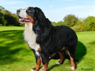 Bernese Mountain Dog dogs Proven health tested BMD handsome boy for stud. in Northampton - Advert 3