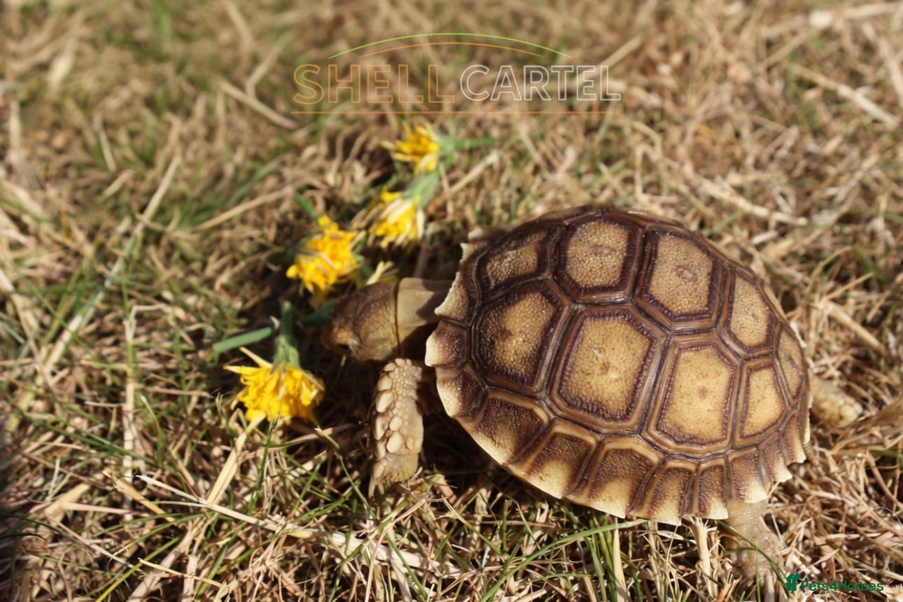 Tortoise reptiles Baby Sulcata Hatchlings & Set Ups!! - Advert 2