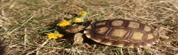 Tortoise reptiles for sale: Baby Sulcata Hatchlings & Set Ups!! - Advert 3