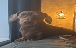 Miniature Dachshund dogs for sale: Miniature dachshund pups for sale - Image 4