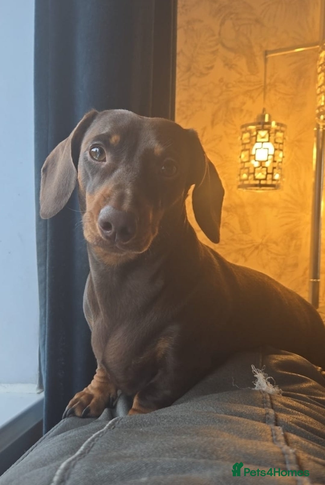 Miniature Dachshund dogs for sale: Miniature dachshund pups for sale - Image 4