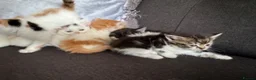 Perdoll cats for sale: Persian x Ragdoll kitten  - Advert 7