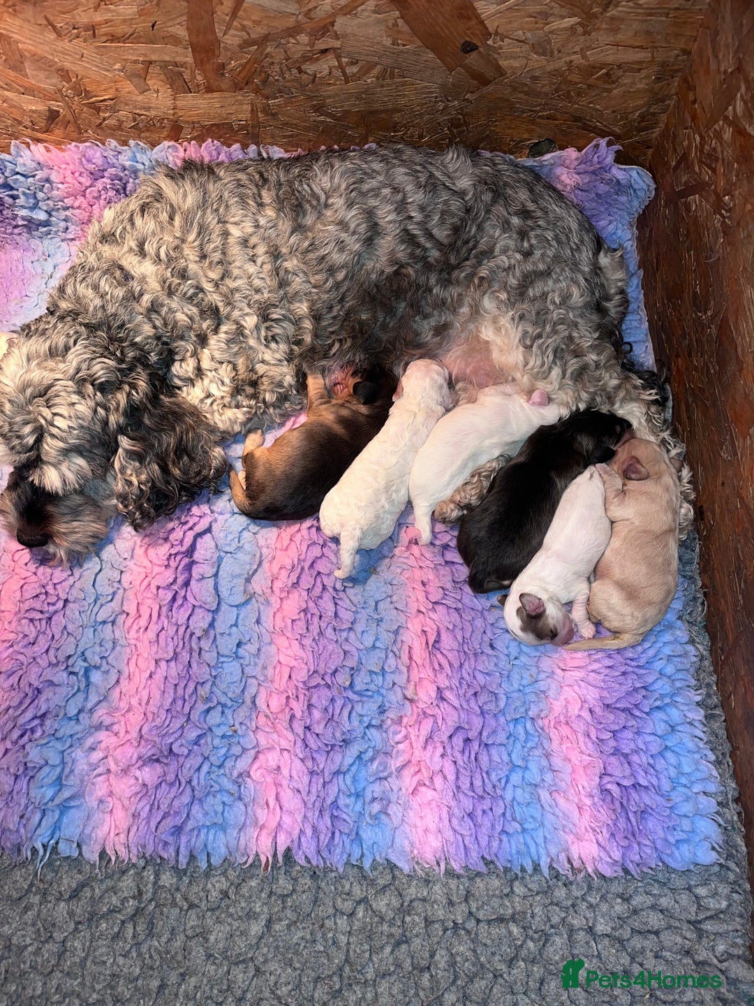 Australian Labradoodle dogs for sale: Gorgeous Australian Labradoodle Puppies  - Advert 35