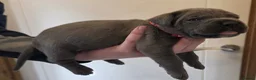 Cane Corso dogs for sale: 7 Blue Beautiful Cane Corso puppies 3 weeks old - Advert 7