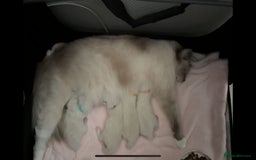 Ragdoll cats for sale:  gccf blue mitted girl champion lines 1 left  - Image 10